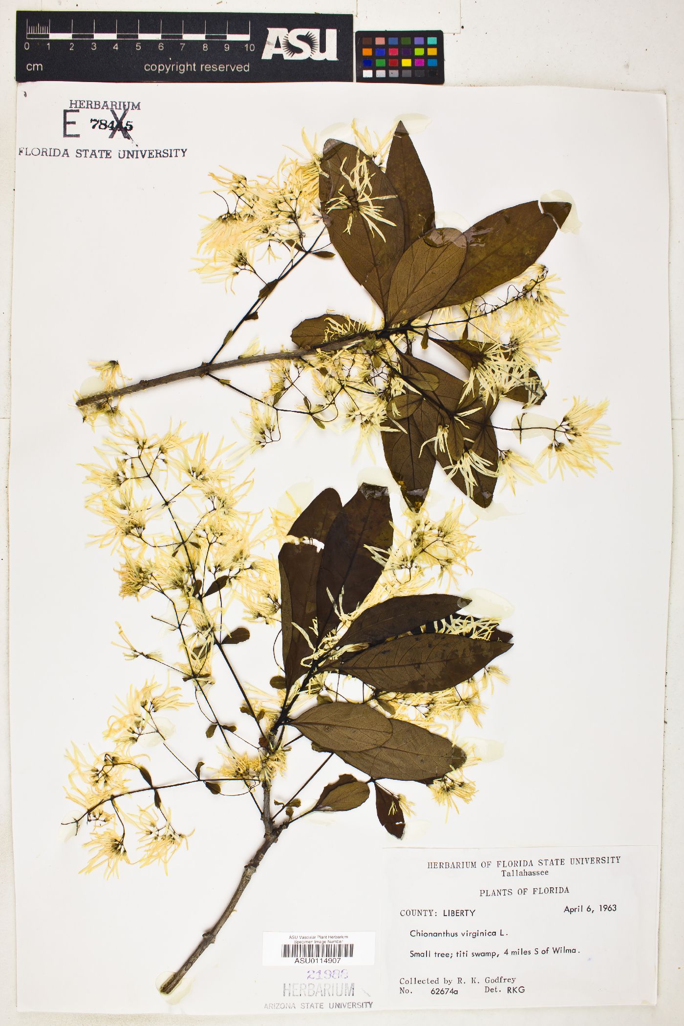 Chionanthus virginica image