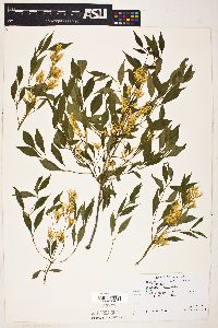 Fraxinus cuspidata image