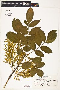 Image of Fraxinus latifolia