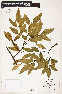 Image of Fraxinus pauciflora