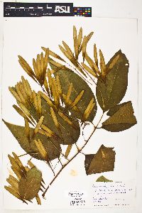 Image of Fraxinus tomentosa