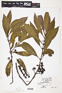 Osmanthus americanus image