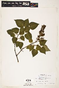 Syringa vulgaris image