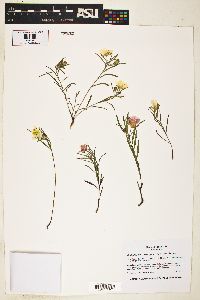 Oenothera berlandieri subsp. pinifolia image