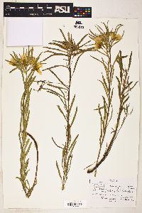 Oenothera berlandieri subsp. pinifolia image