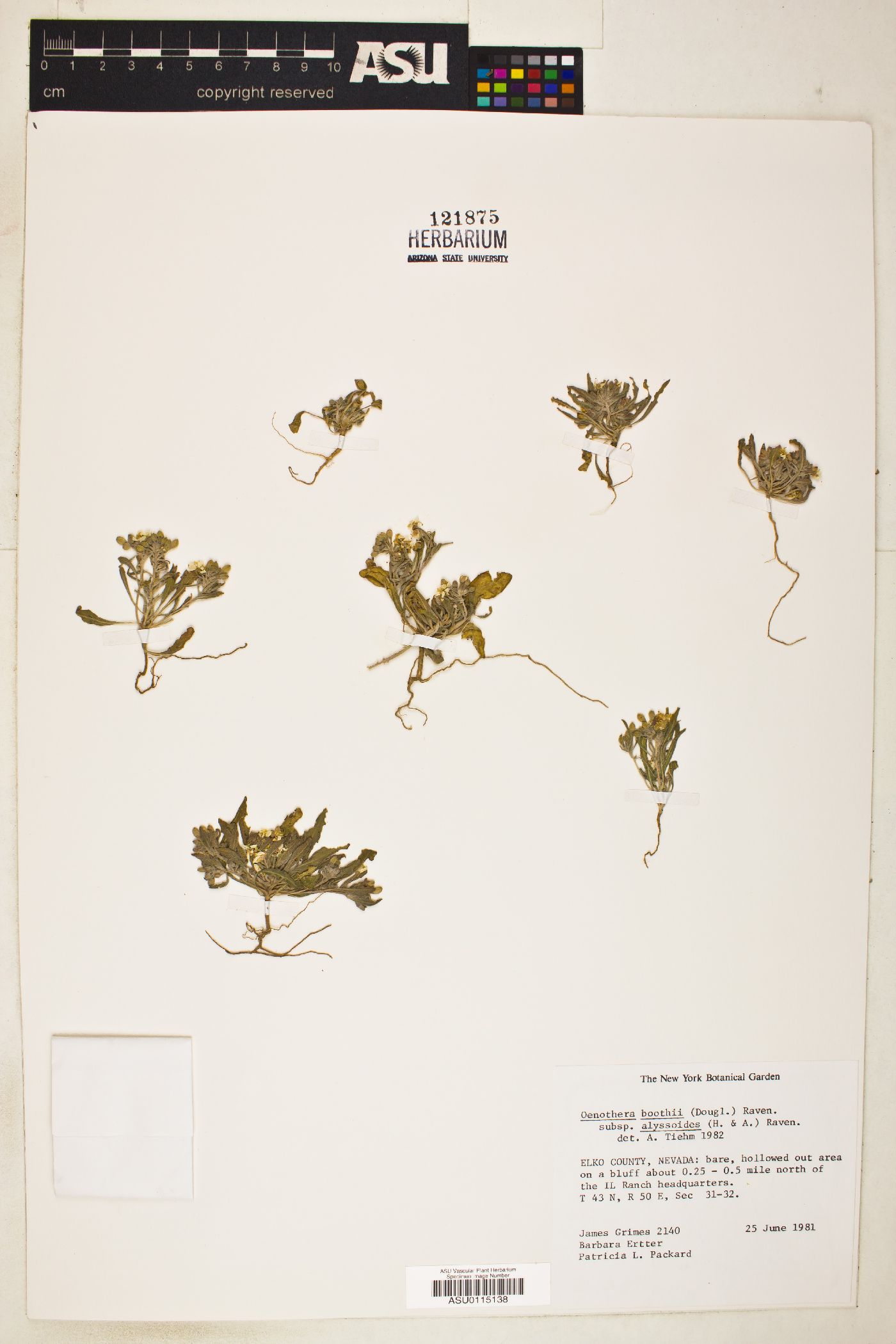 Eremothera boothii var. alyssoides image