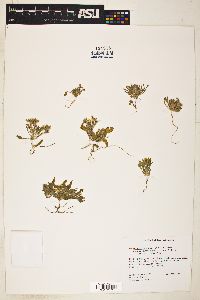 Eremothera boothii image