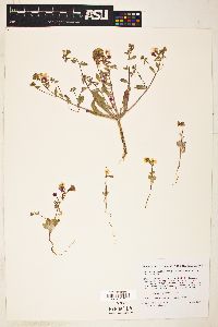 Eremothera boothii var. alyssoides image