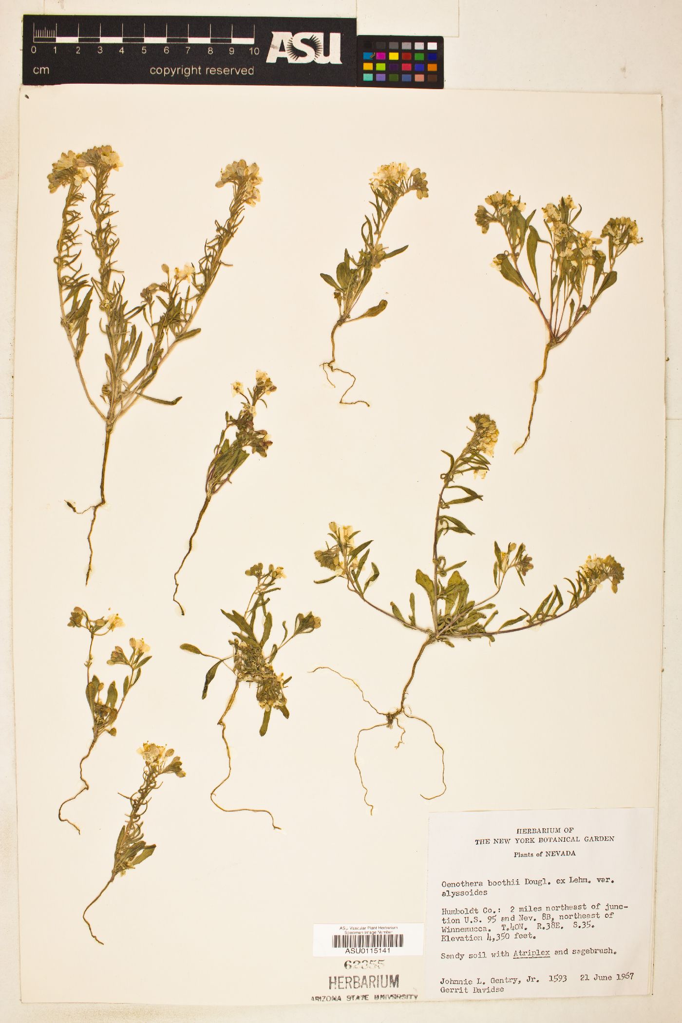 Eremothera boothii var. alyssoides image