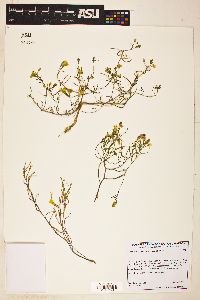 Camissonia campestris image