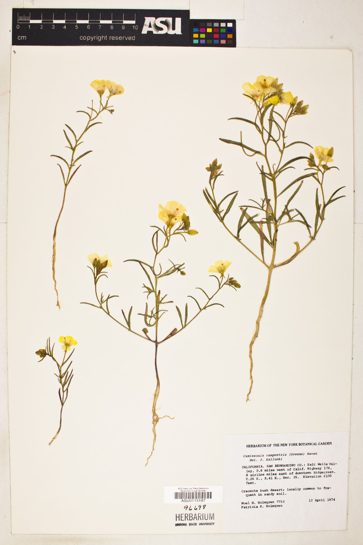 Camissonia campestris image