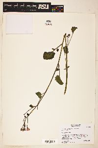 Camissonia cardiophylla image