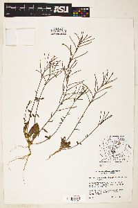 Eremothera chamaenerioides image