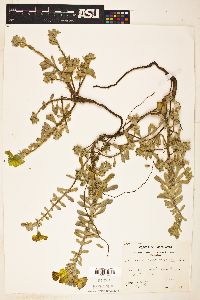 Oenothera cheiranthifolia image