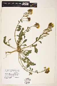 Chylismia claviformis image