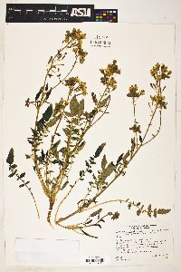 Camissonia claviformis subsp. funerea image