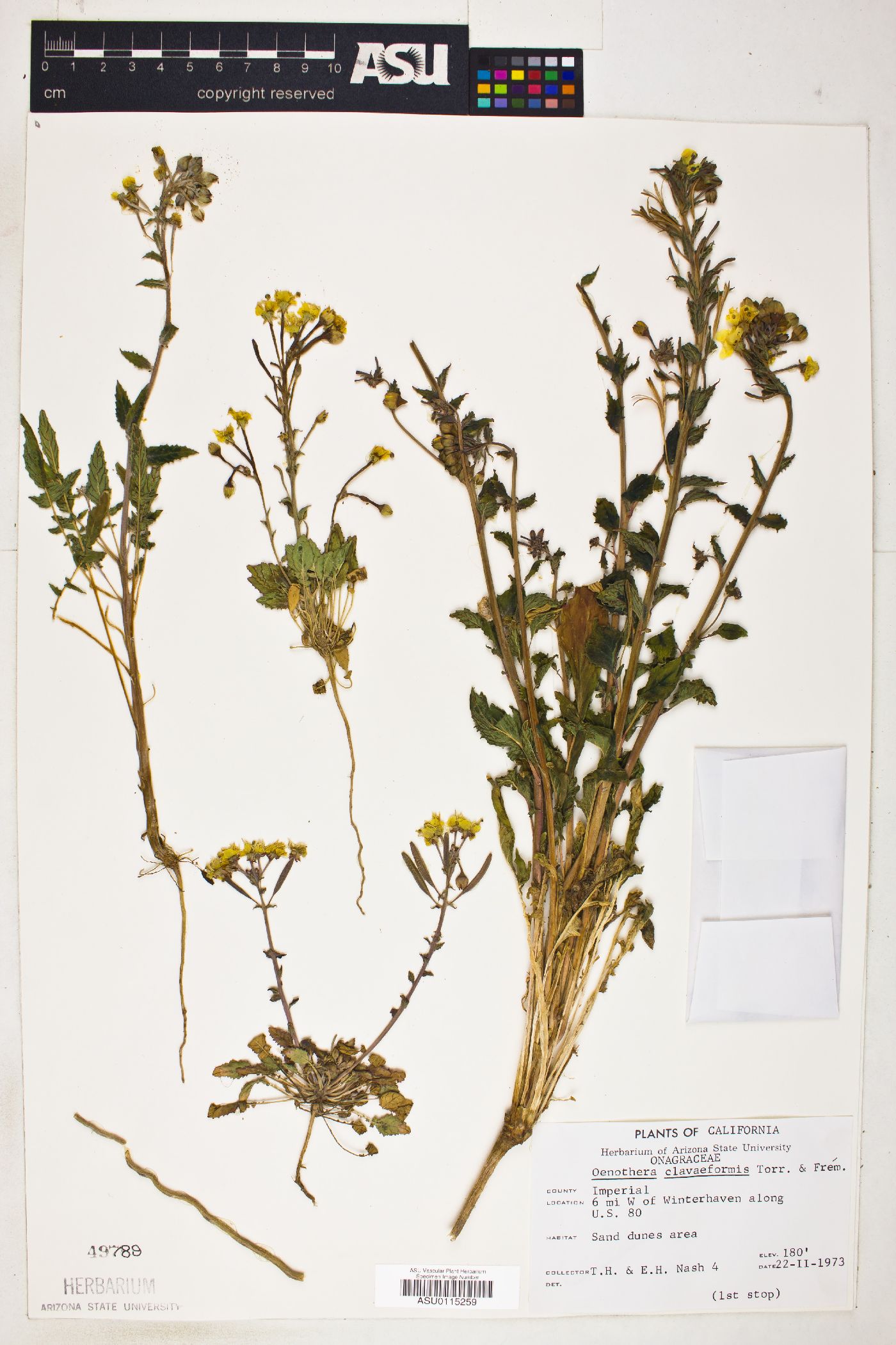 Oenothera clavaeformis image