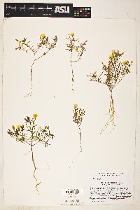 Camissonia campestris image