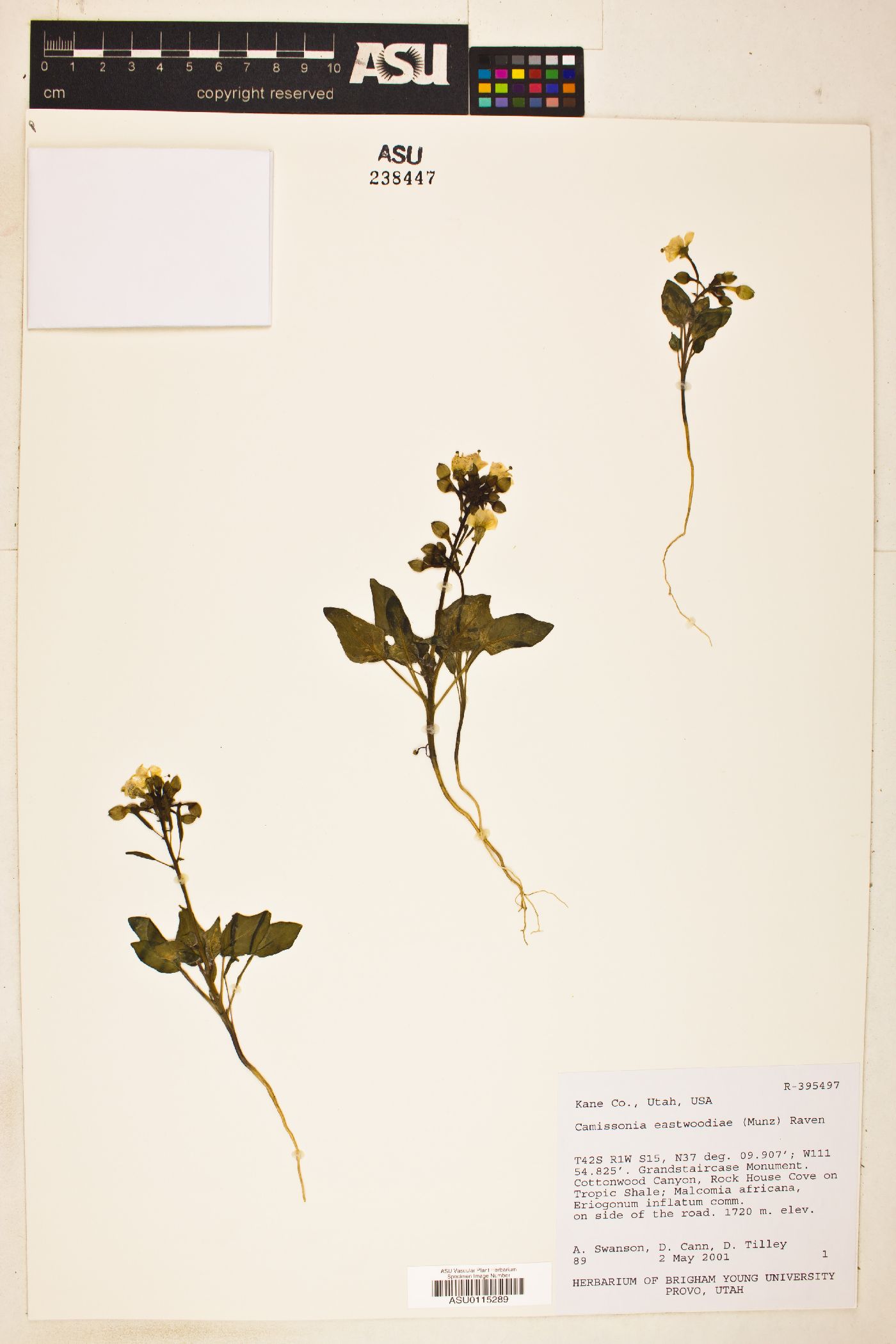 Camissonia eastwoodiae image