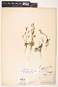 Chylismia scapoidea var. brachycarpa image