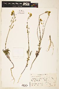 Chylismia scapoidea subsp. scapoidea image