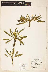 Taraxia subacaulis image