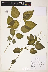 Circaea alpina image