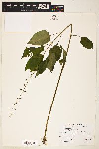 Circaea latifolia image