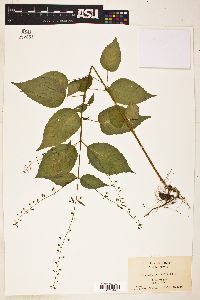 Circaea latifolia image