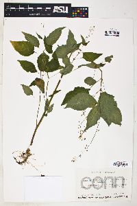 Circaea canadensis image