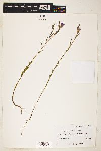 Image of Clarkia affinis
