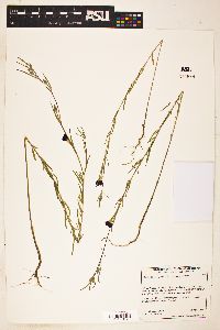 Clarkia amoena image