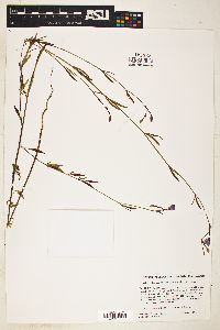 Image of Clarkia delicata