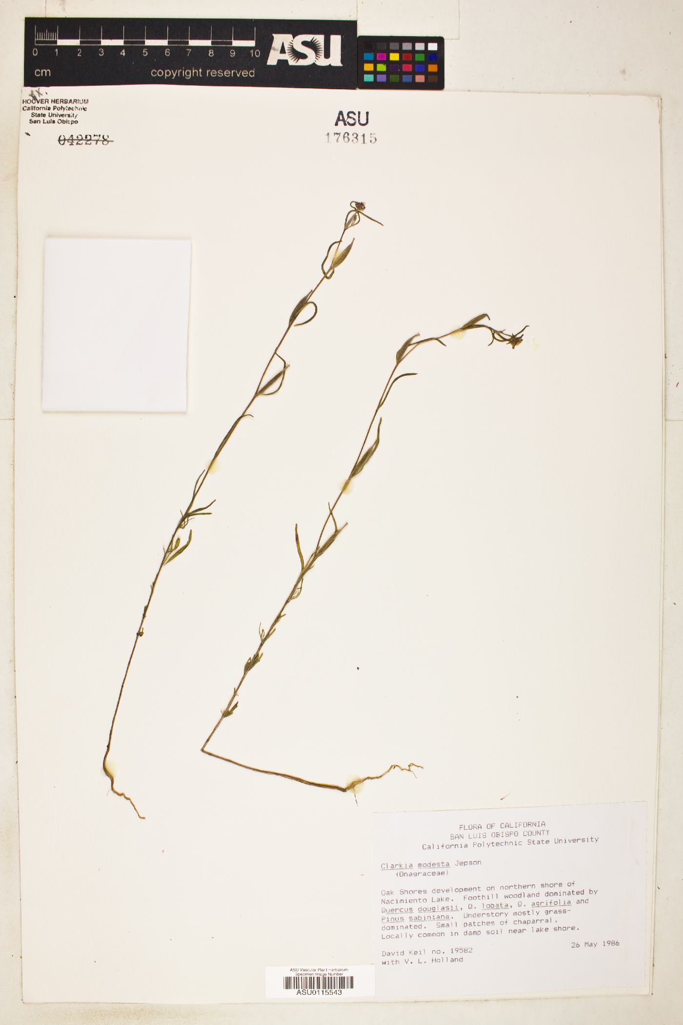 Clarkia modesta image