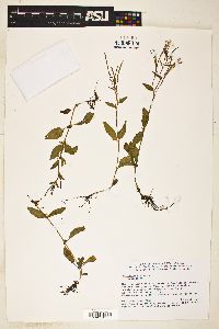 Epilobium anagallidifolium image