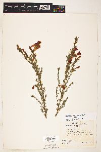 Epilobium canum image