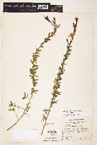 Epilobium canum image