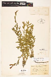 Epilobium canum subsp. latifolium image