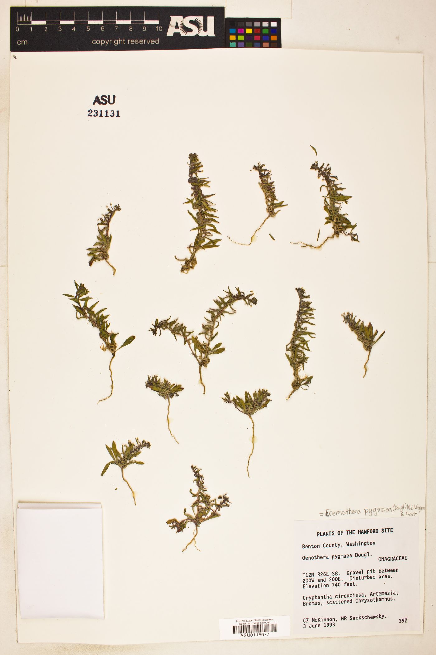 Oenothera pygmaea image