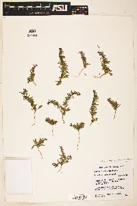 Image of Oenothera pygmaea