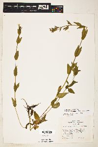 Epilobium ciliatum subsp. glandulosum image