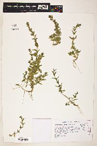 Epilobium pygmaeum image