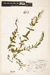 Epilobium glaberrimum image