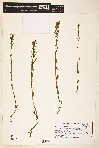 Epilobium halleanum image