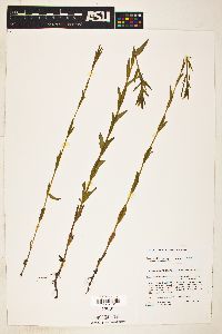 Epilobium halleanum image