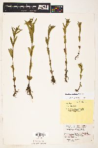 Epilobium halleanum image