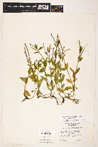Epilobium hornemannii subsp. hornemannii image