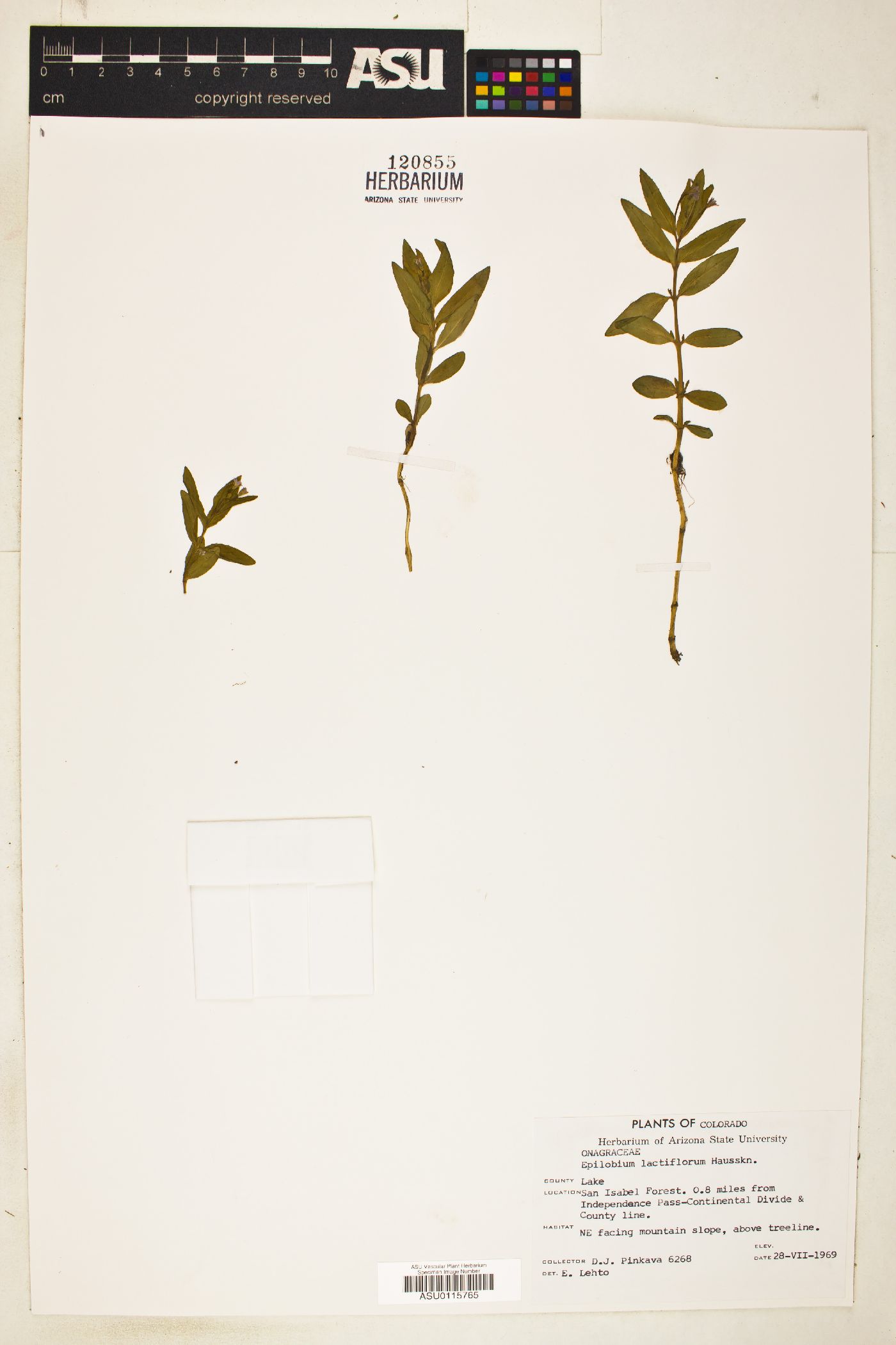 Epilobium lactiflorum image