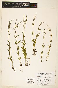 Epilobium lactiflorum image