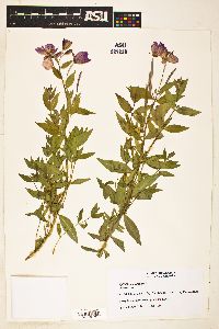 Chamerion latifolium image